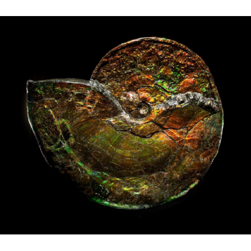 Large Iridescent Ammonite